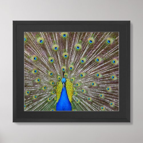 Kauai Peacock Framed Art