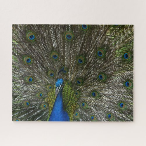 Kauai Peacock Jigsaw Puzzle