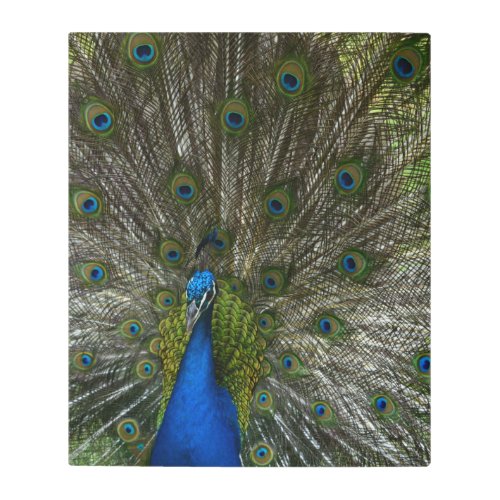 Kauai Peacock Metal Print