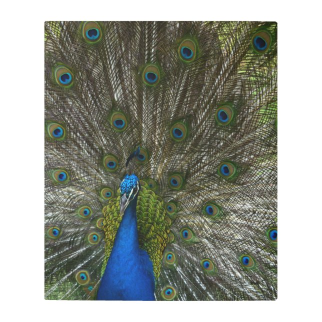 Kauai Peacock Metal Print (Front)
