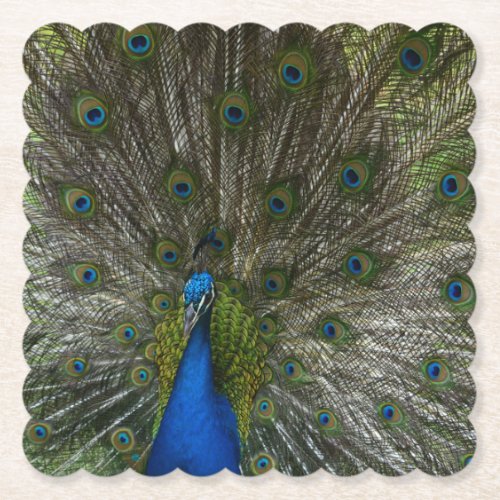 Kauai Peacock Paper Coaster