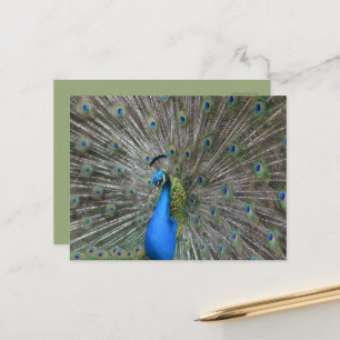 Kauai Peacock Postcard
