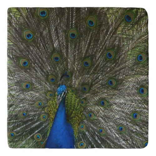 Kauai Peacock Trivet