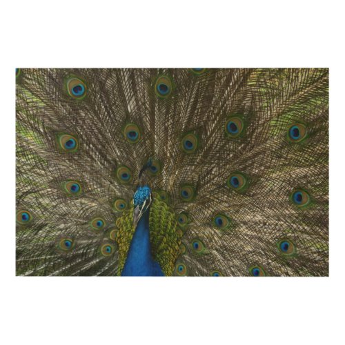 Kauai Peacock Wood Wall Art