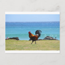 Kauai rooster postcard