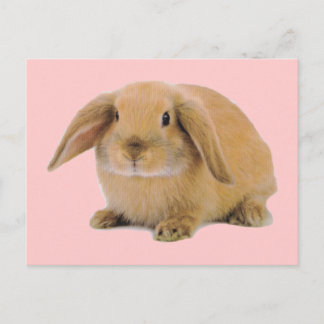 Kawaii Cute Bunny Rabbit Postcard