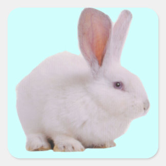 Kawaii Cute Bunny Rabbit Square Sticker