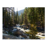 Kaweah River in Sequoia National Park Postcard