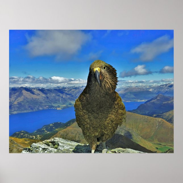 Kea of Ben Lomond Poster (Front)