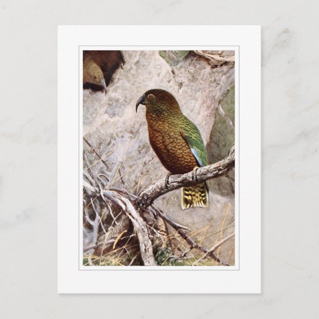 Kea Postcard (Front)