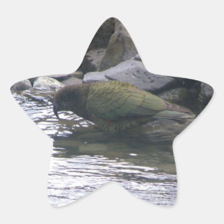 Kea Star Sticker