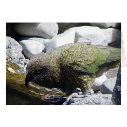 Kea: The Alpine Parrot Cards (Front Horizontal)
