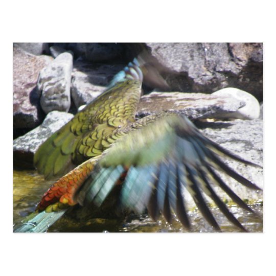 Kea: The Alpine Parrot Postcard