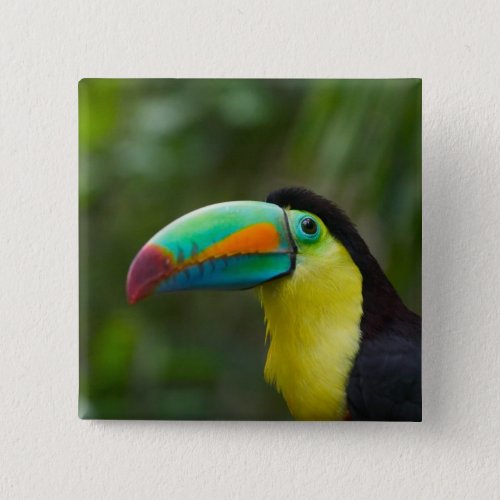 Keel_billed toucan on tree branch Panama Button