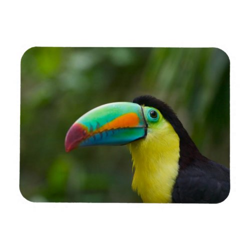 Keel_billed toucan on tree branch Panama Magnet