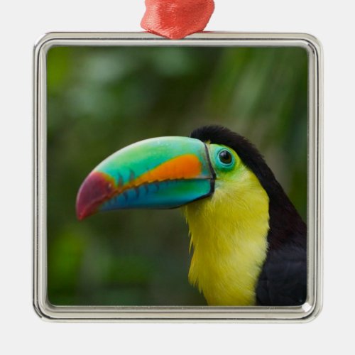 Keel_billed toucan on tree branch Panama Metal Ornament