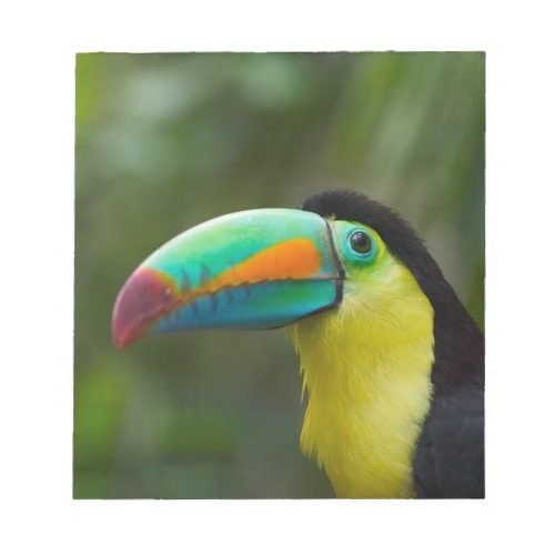 Keel_billed toucan on tree branch Panama Notepad