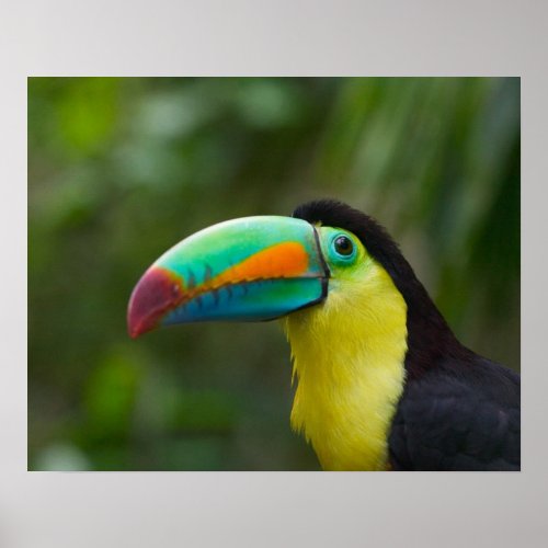 Keel_billed toucan on tree branch Panama Poster