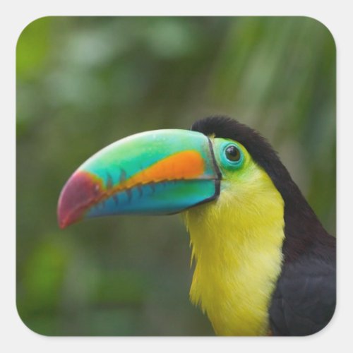 Keel_billed toucan on tree branch Panama Square Sticker