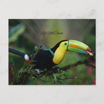 Keel Billed Toucan  Tropical Bird Postcard by Virginia5050 at Zazzle