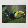 Keel Billed Toucan, tropical bird Postcard