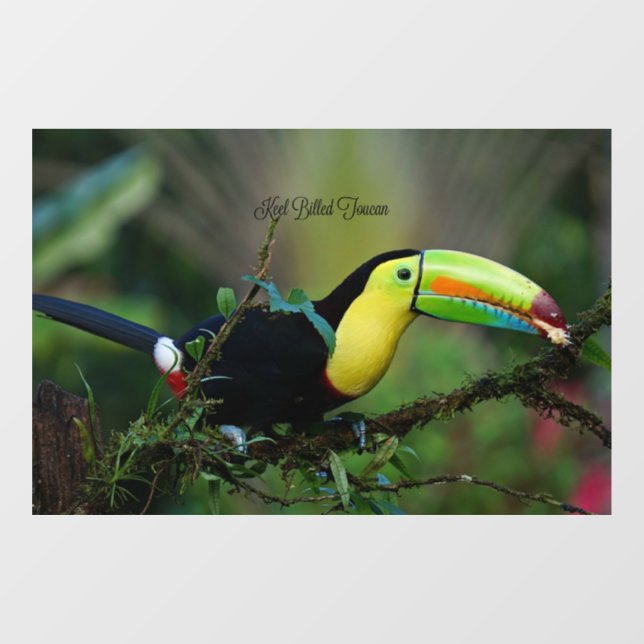 Keel Billed Toucan Window Cling (Sheet)