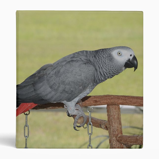 Keen Congo African Gray Parrot 3 Ring Binder (Front)