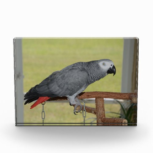 Keen Congo African Grey Parrot Acrylic Award