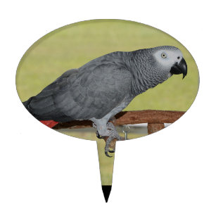 Keen Congo African Grey Parrot Cake Topper