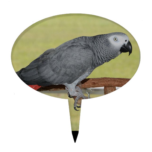 Keen Congo African Grey Parrot Cake Topper (Front)