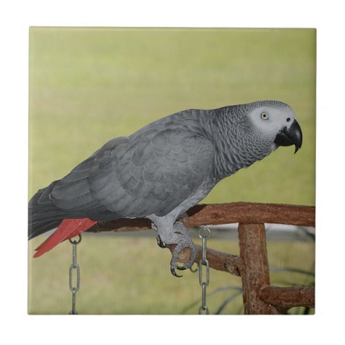 Keen Congo African Grey Parrot Ceramic Tile