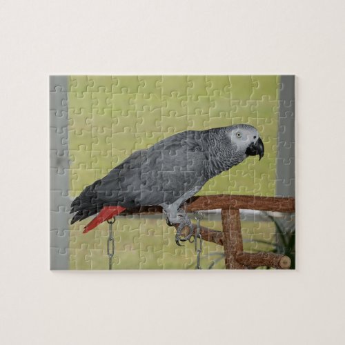 Keen Congo African Grey Parrot Jigsaw Puzzle