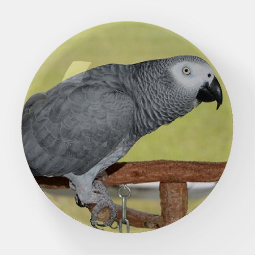 Keen Congo African Grey Parrot Paperweight