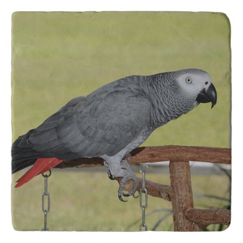 Keen Congo African Grey Parrot Trivet
