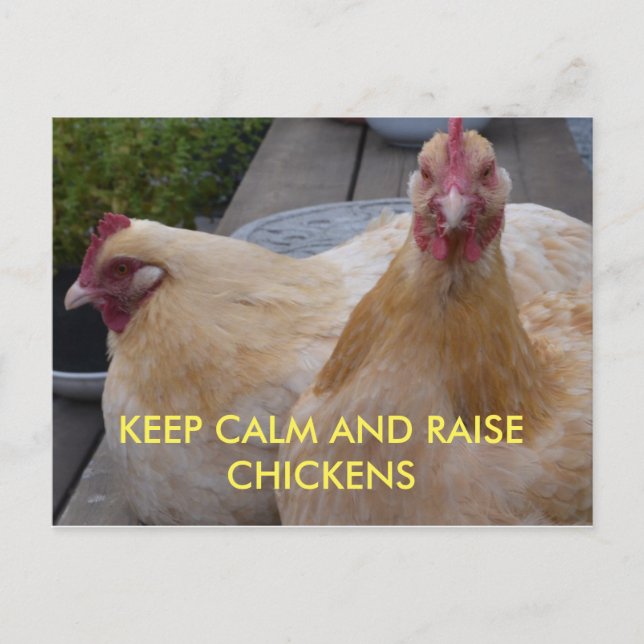 Keep Calm and Raise Chickens Postcard (Front)