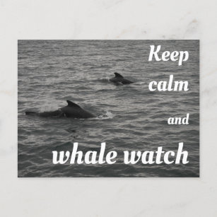 Keep calm and whale watch Postcard