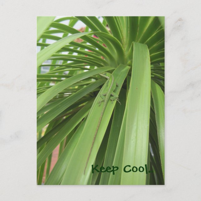 Keep Cool.. Postcard (Front)