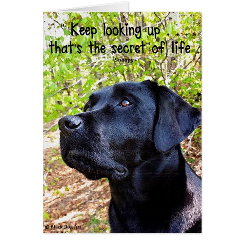 Keep Looking Up _ Labrador Retriever _ Black Lab