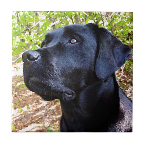 Keep Looking Up _ Labrador Retriever _ Black Lab Ceramic Tile