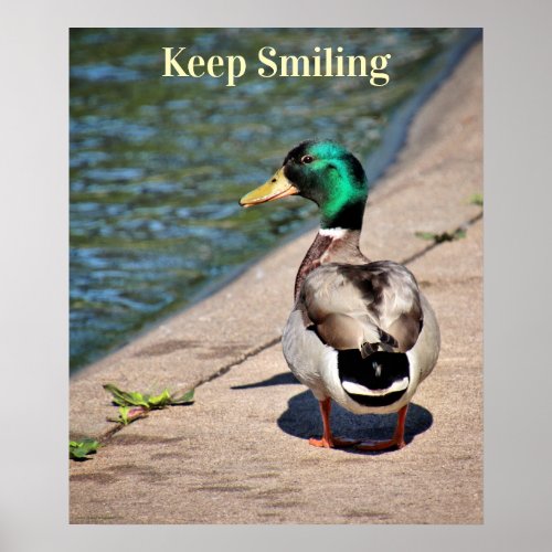 Keep Smiling Mallard Duck Poster