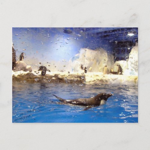 Keep Your Head UpCute Swimming Penguin Postcard