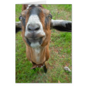 keepin my gap! Mariah the Goat card (Front)