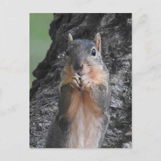 Keeping in Touch | Funny Cute Squirrel Postcard (Front)