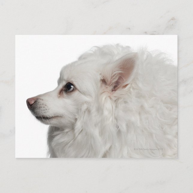 Keeshond (10 years old) close-up postcard (Front)