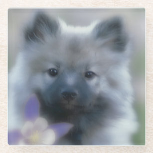 Keeshond and Columbine  - Dog Photograph Glass Coaster