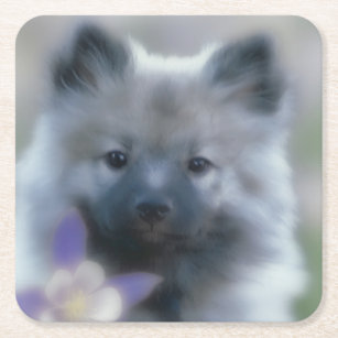 Keeshond and Columbine  - Dog Photograph Square Paper Coaster
