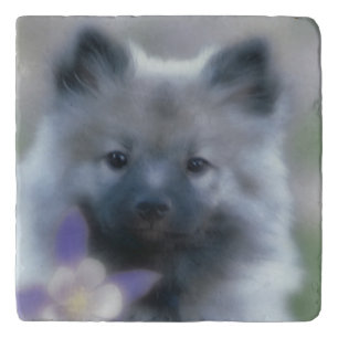 Keeshond and Columbine - Dog Photograph Trivet