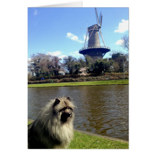 Keeshond and Dutch Windmill Cards (Front)