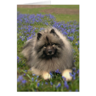 Keeshond and Flowers Cards