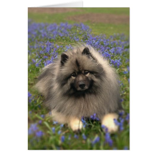 Keeshond and Flowers Cards (Front)